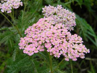 flores de milenrama