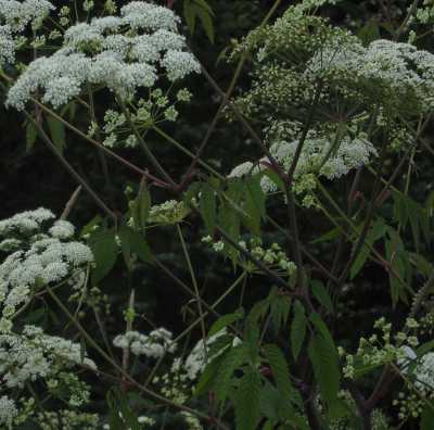 Water Hemlock