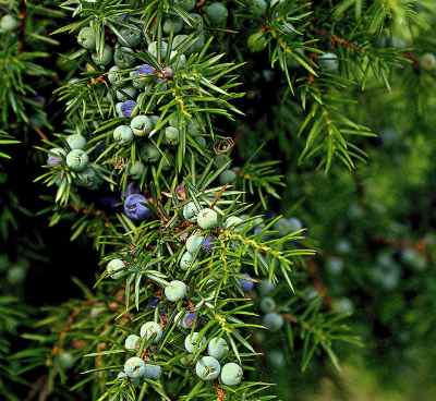 Common Juniper