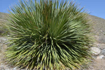 Easy Yucca Cordage