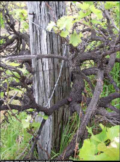 Muscadine Vine Water