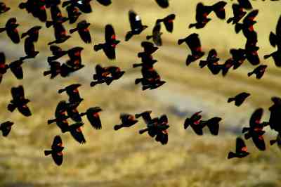 birds