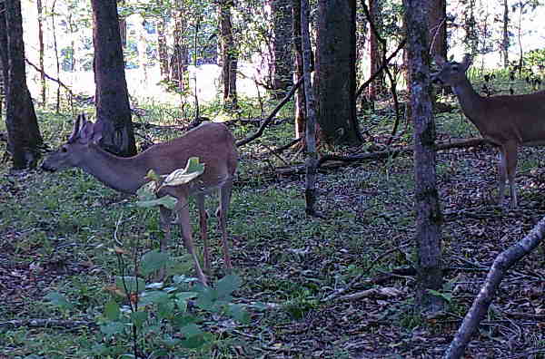 wild animals for food