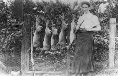rabbits
