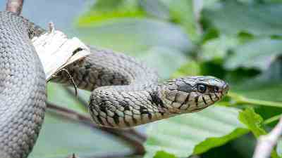 snake